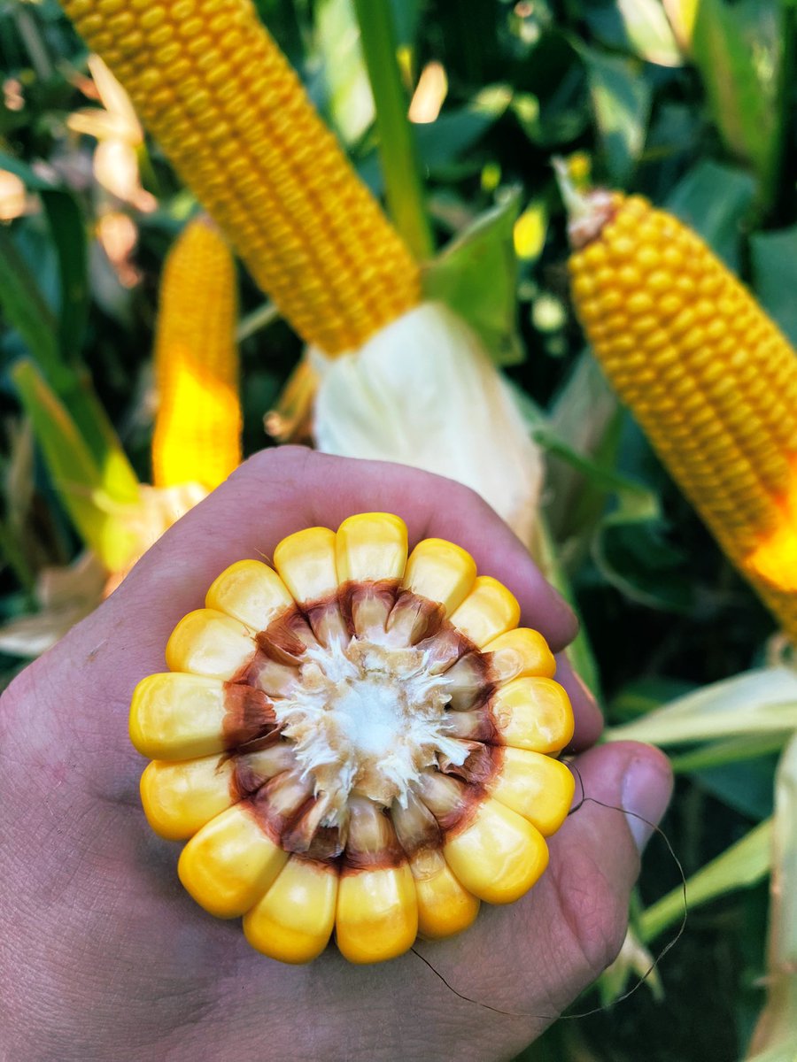 BlaineRothacker's tweet photo. @GldnHarvest G94U63 is going to be a standout among our later maturities in the North! It has an early flower as a nice bonus! https://t.co/LNLbPddljg