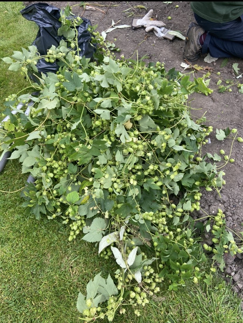 A few bags of Fresh Green Hops from Stockport just harvested  heading to @trackbrewco tomorrow thanks to <a href="/MCRHopProject/">MCR Hop Project</a> can’t wait to try the beers 🍺 🍺🍺