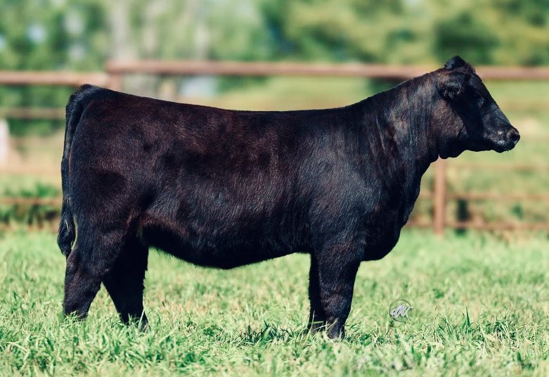 Classic x Loaded Up 3/4 Simmental heifer