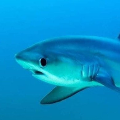 sharks_everyday's tweet image. Shark fact: thresher sharks look adorable!