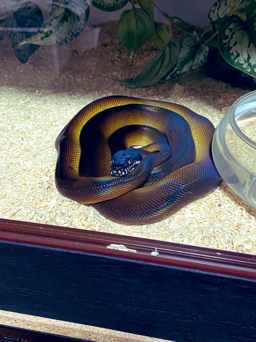 salt_Python_31's tweet image. 今日は都内でお神輿担いで帰ってきたら☺️
脱いでる〜😍綺麗〜😍