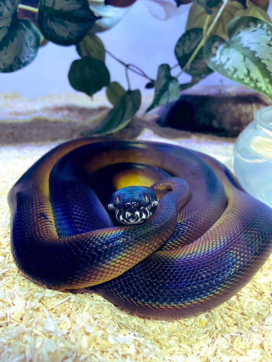 salt_Python_31's tweet image. 今日は都内でお神輿担いで帰ってきたら☺️
脱いでる〜😍綺麗〜😍