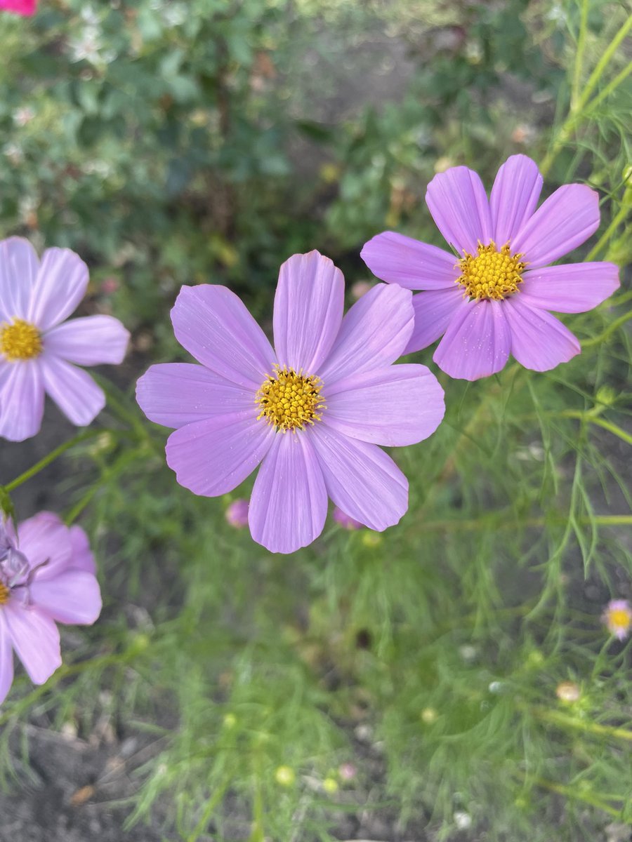코스모스 한들한들~
한 낮 무더위에 코스모스 색깔이 흐려진다

팔 재활치료 시작했는데 엉엉 울고싶소 …😖 그래도 제대로 움직일수 있기를 바라며 잘 따라하는 중 😅