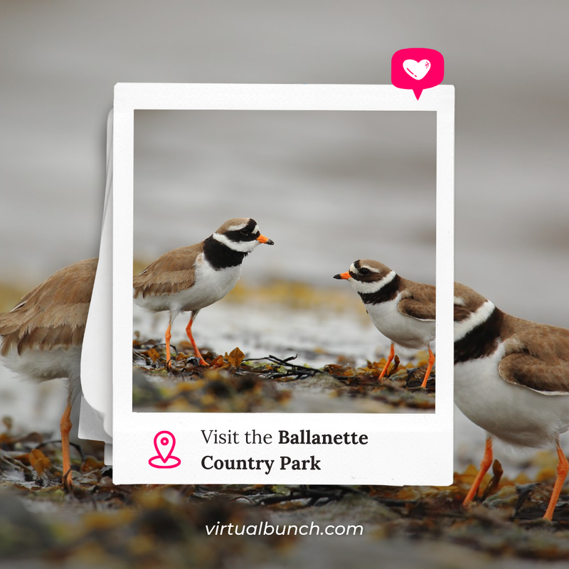 TheVirtualBunch's tweet image. Ballanette Country Park is located on the eastern coast of the Isle of Man.  📌

Discover more about this unique spot:
virtualbunch.com/ballanette-cou…

#VirtualBunch #ChannelIslands #IslandLiving #TravelAdventure #IslandLife #IsleOfMan #BallanetteCountryPark