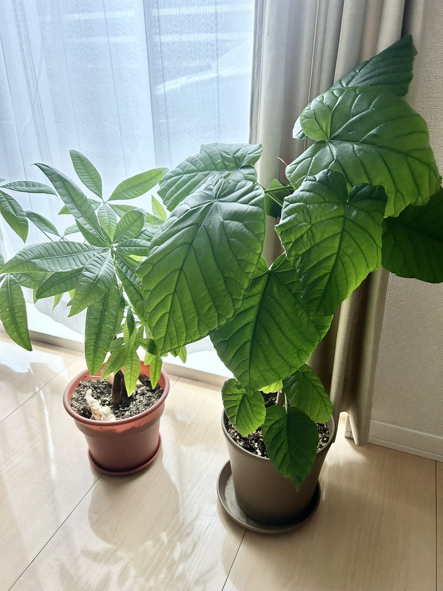 Pyonnn24's tweet photo. すくすく成長中🌱
#パキラ #ウンベラータ #観葉植物 https://t.co/KDsbPCD58E