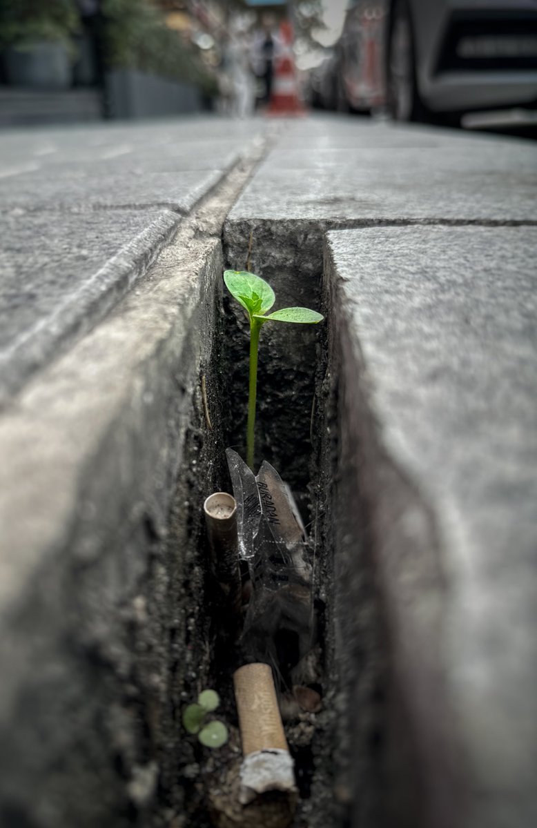 Hem böyle çaresiz, hem de bu kadar umutluyum