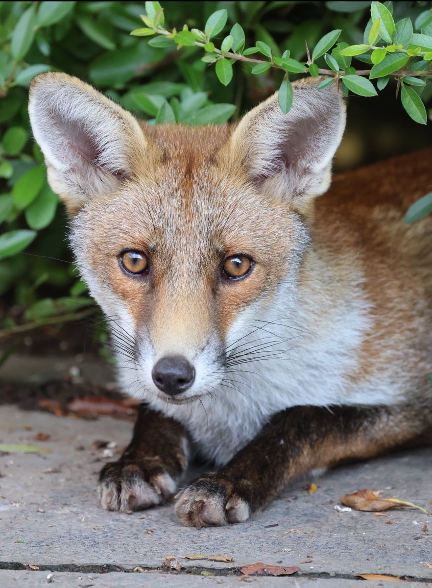 GP_wildlife's tweet image. Young fox in the garden #Fox #foxcub #foxcubs #Foxes #foxinmygarden #foxkit #foxkits #foxlove #foxlovers #FoxOfTheDay #fäks #fuchs #PhotoOfTheWeek #renard #TwitterNatureCommunity #wildlifephotography #Wildlife #jessopsmoment