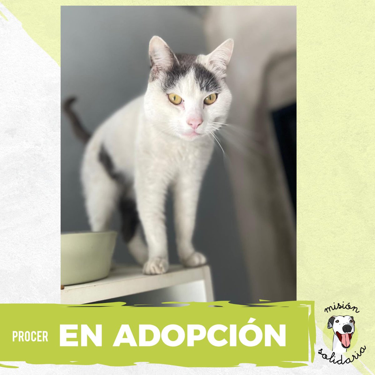 PRÓCER 💚 en adopción!
Gatito macho de 2 años aproximadamente, se entrega castrado, vacunado y desparasitado. 
<a href="/lagarzasosa_/">Puchi</a>  <a href="/Aldivega/">Aldi Vega</a> <a href="/gallardotamara0/">TAMARA.</a>
