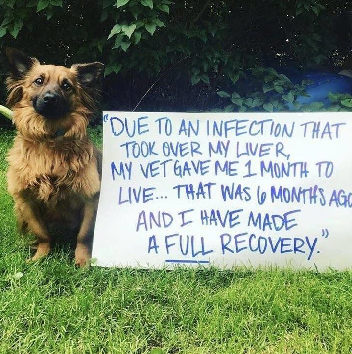 Tweets of Dogs tweet media