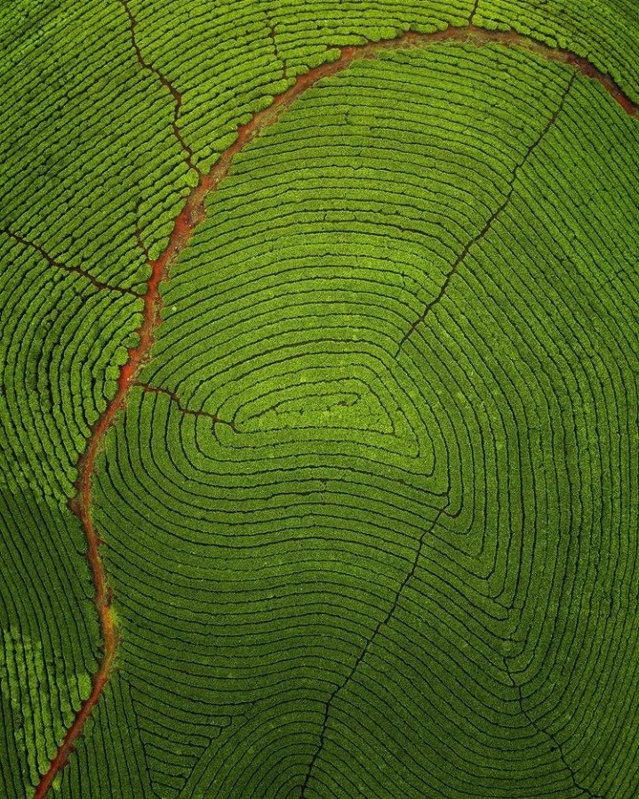 The best unique farm pictures in the world.

1. Aerial image of a tea plantation in Munnar, India which resembles a fingerprint.