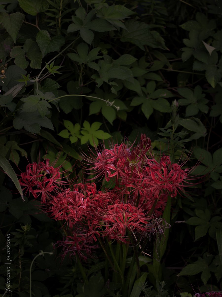 force_s's tweet photo. リコリス・ラディアータ
https://t.co/IxAoz99W7H
何となく「気配」を感じる花である。
#Olympus #E410 #SIGMA #SIGMA150MACRO #FourThirds #彼岸花 #曼珠沙華 https://t.co/zv1NbNiOj4