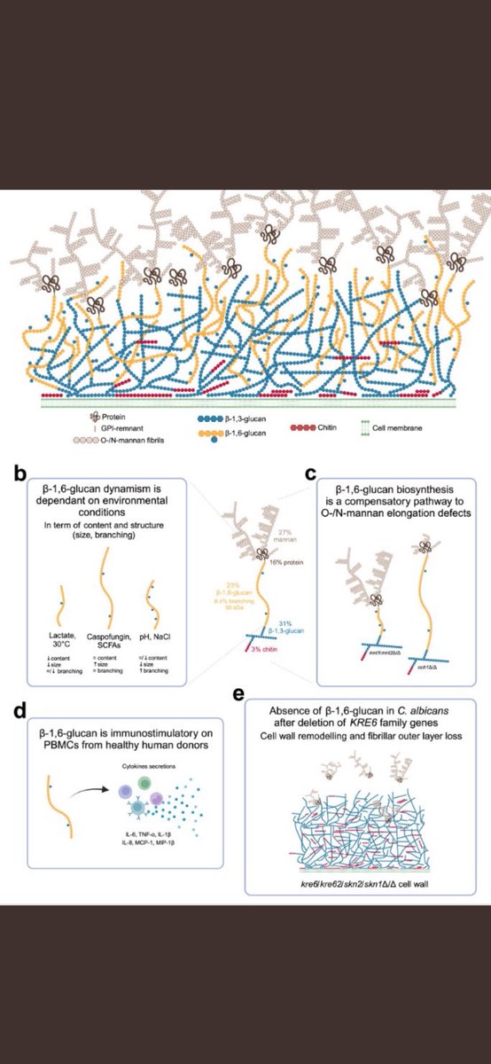 Neil Gow (@neil_gow) on Twitter photo Pleased to part of this landmark study of the importance of beta1,6 glucan in the fungal cell wall in <a href="/eLife/">eLife - the journal</a>. Great PhD work of <a href="/bekirian_clara/">Clara BEKIRIAN</a> <a href="/institutpasteur/">Institut Pasteur, since 1887</a> in Thierry Fontaine’s gp. <a href="/MRCcmm/">MRC Centre for Medical Mycology</a> <a href="/eurconfmedmycol/">ECMM</a> <a href="/ISHAM_Mycology/">ISHAM</a> Pleased to part of this landmark study of the importance of beta1,6 glucan in the fungal cell wall in <a href="/eLife/">eLife - the journal</a>. Great PhD work of <a href="/bekirian_clara/">Clara BEKIRIAN</a> <a href="/institutpasteur/">Institut Pasteur, since 1887</a> in Thierry Fontaine’s gp. <a href="/MRCcmm/">MRC Centre for Medical Mycology</a> <a href="/eurconfmedmycol/">ECMM</a> <a href="/ISHAM_Mycology/">ISHAM</a>