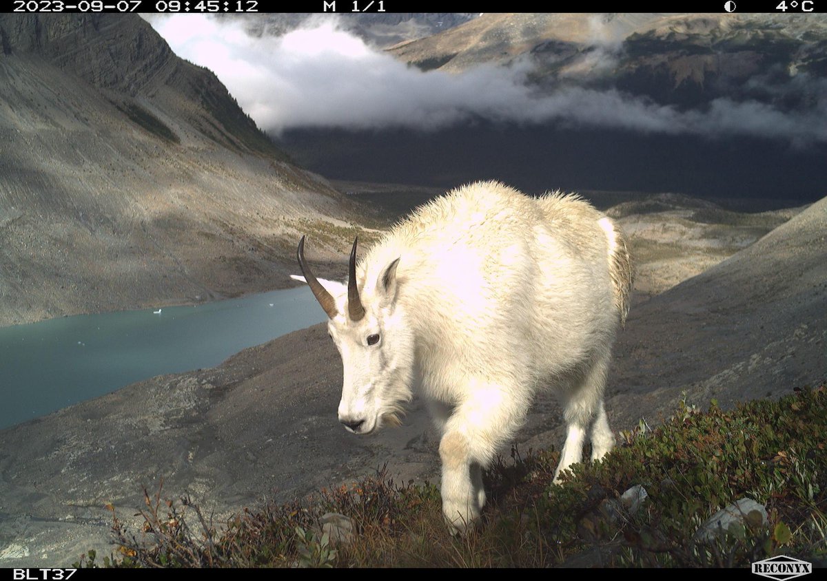 cole_burton's tweet photo. Mountain goats are such show offs 🐐🏔️📸 @wildco_lab @UBCForestry @WildCAM_Network #cameratrap #mammalwatching https://t.co/XywAIgICek