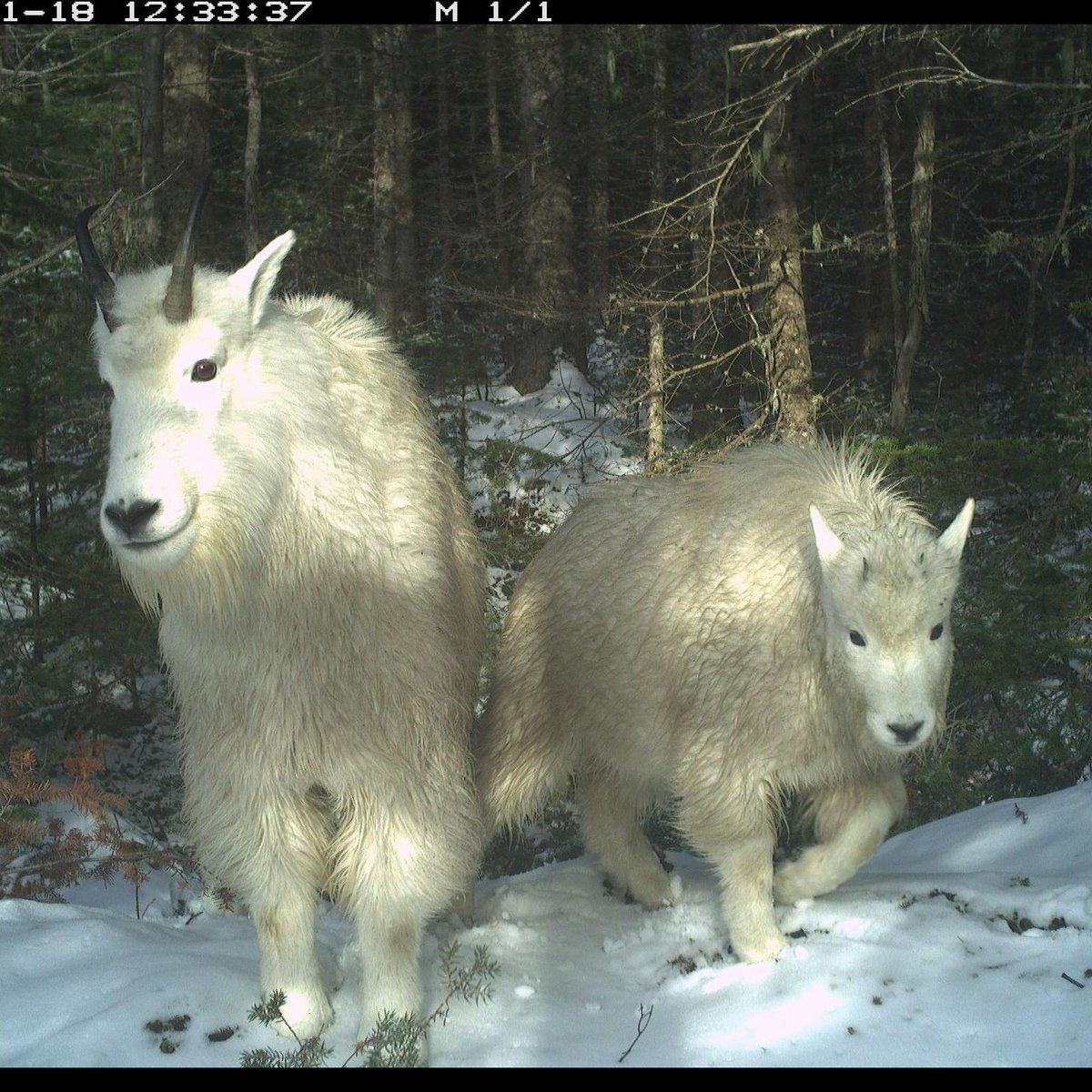 cole_burton's tweet photo. Mountain goats are such show offs 🐐🏔️📸 @wildco_lab @UBCForestry @WildCAM_Network #cameratrap #mammalwatching https://t.co/XywAIgICek
