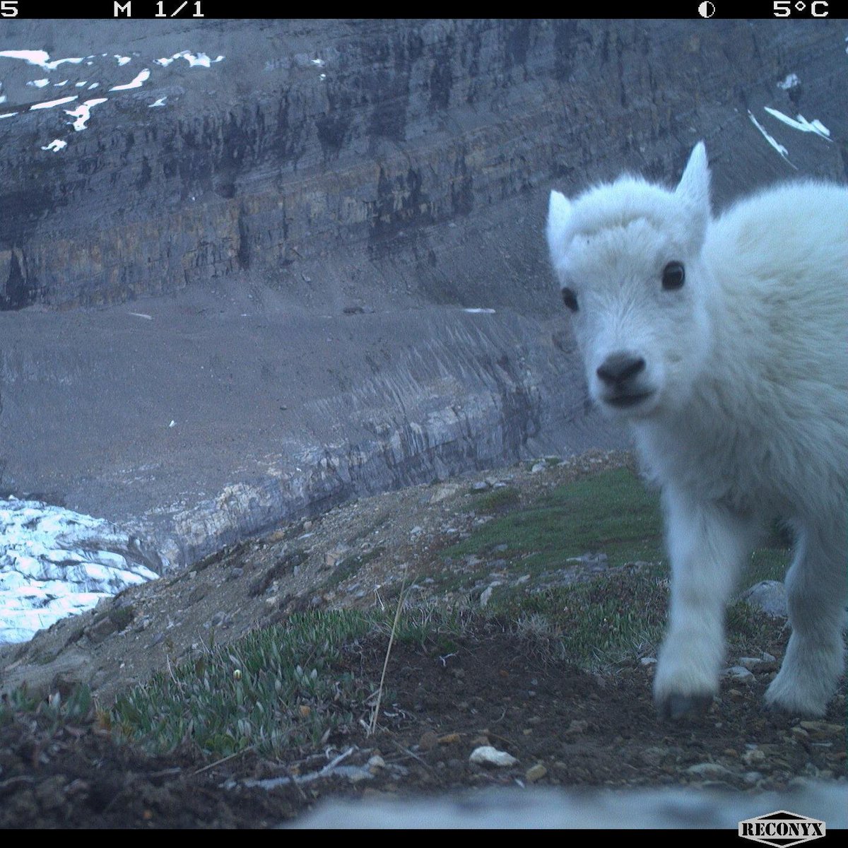 cole_burton's tweet photo. Mountain goats are such show offs 🐐🏔️📸 @wildco_lab @UBCForestry @WildCAM_Network #cameratrap #mammalwatching https://t.co/XywAIgICek
