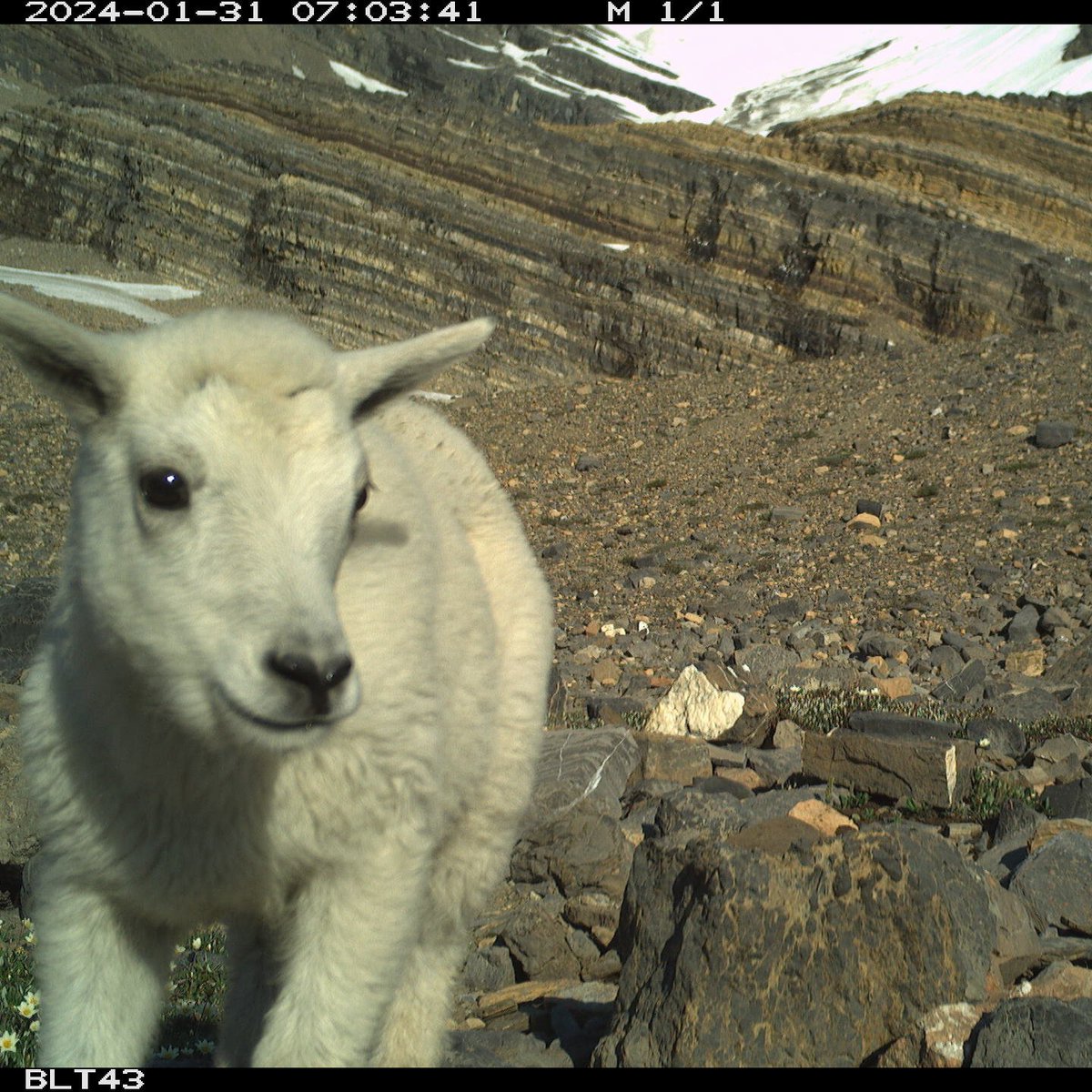 Cole Burton (@cole_burton) on Twitter photo Mountain goats are such show offs 🐐🏔️📸 <a href="/wildco_lab/">@wildco.bsky.social on Bluesky</a> <a href="/UBCForestry/">@forestry.ubc.ca on Bluesky</a> <a href="/WildCAM_Network/">WildCAM</a> #cameratrap #mammalwatching Mountain goats are such show offs 🐐🏔️📸 <a href="/wildco_lab/">@wildco.bsky.social on Bluesky</a> <a href="/UBCForestry/">@forestry.ubc.ca on Bluesky</a> <a href="/WildCAM_Network/">WildCAM</a> #cameratrap #mammalwatching