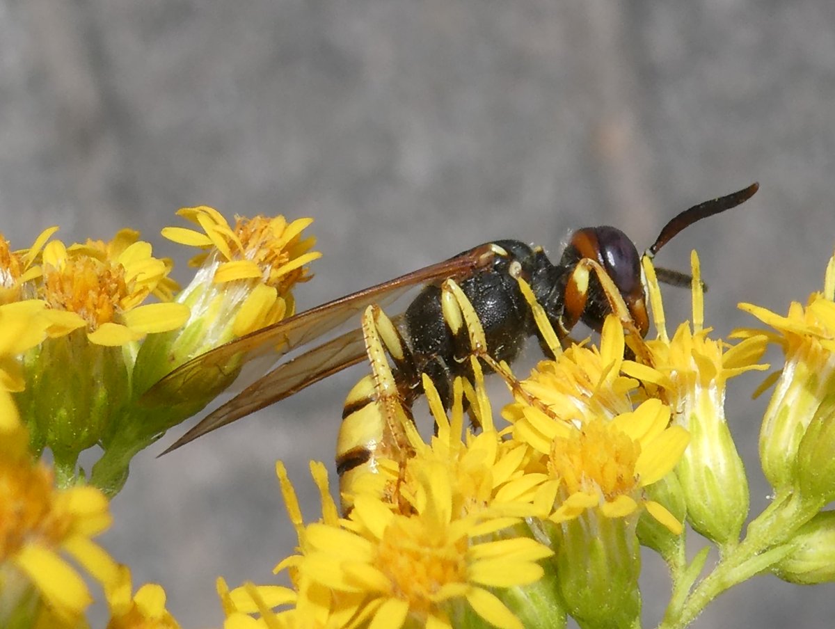 DrNiemitz's tweet photo. Vorhin sah ich einen #Bienenwolf auf der Goldrute. Einen Moment später entdeckte ich seinen kleinen, schönen #Parasiten im selben Blütenstand, der ihn schon verfolgte. Gänsehaut!
The #beewolf and its #parasite in persuit. Shiver!
#Philanthrum #Hedychrum #NatureBeauty #naturephoto https://t.co/fsho4NSpwh