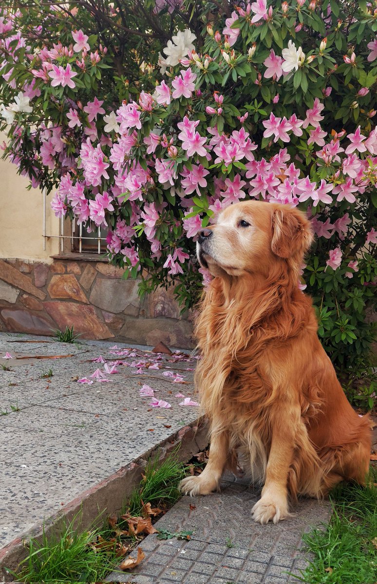 Previando esa primavera 🌸