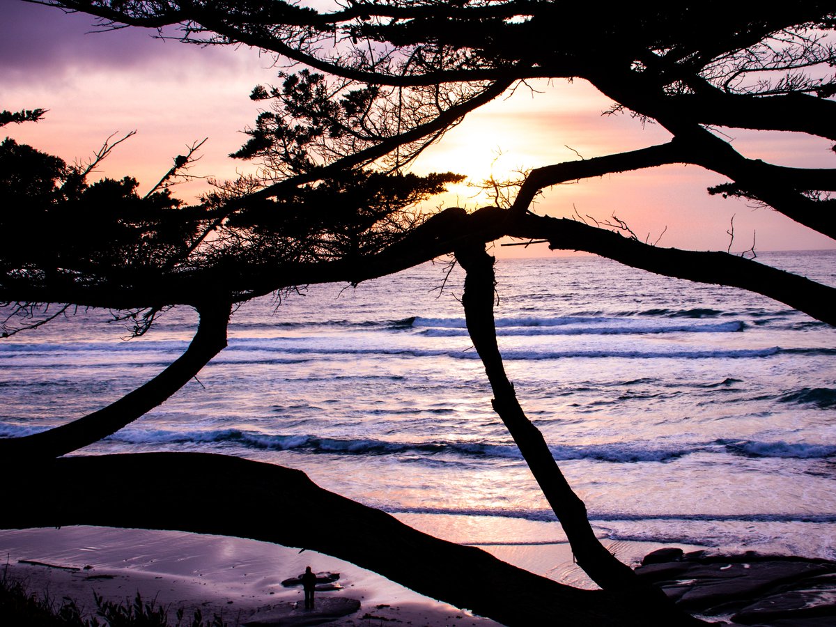 SeeMonterey's tweet image. Have you ever witnessed a sunset as breathtaking as the one at Carmel Beach? 🌅 #SeeMonterey #CarmelByTheSea #SecondSummer
📸 @annesnature_shots