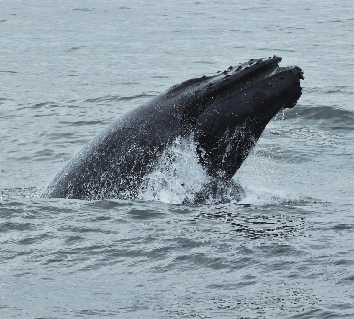 CMWWRC's tweet photo. A hungry Humpback! 🐋 This whale lunge fed over 6 times chowing down on Atlantic Menhaden!
📸: Naturalist Melissa 
Sailing daily at 10am, 1:30pm, and 5:30pm!
➡ https://t.co/67gEsPo4gn
📞(609)-898-0055

We participate with Whale SENSE and view our marine mammals responsibly. https://t.co/ggm5gCdzvi