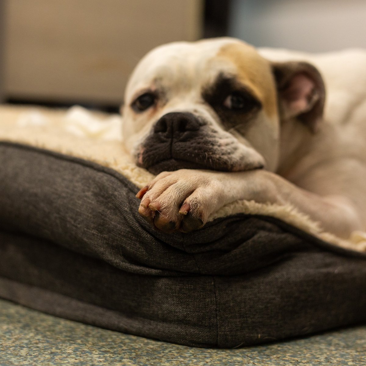 The 2024 Animal Kindness Index highlights the need to tackle animal cruelty online &amp; on social media. 

Ofcom is looking for thoughts &amp; experiences about this. We encourage anyone, parents and teachers in particular, to respond to their consultation: bit.ly/477ZJ5p