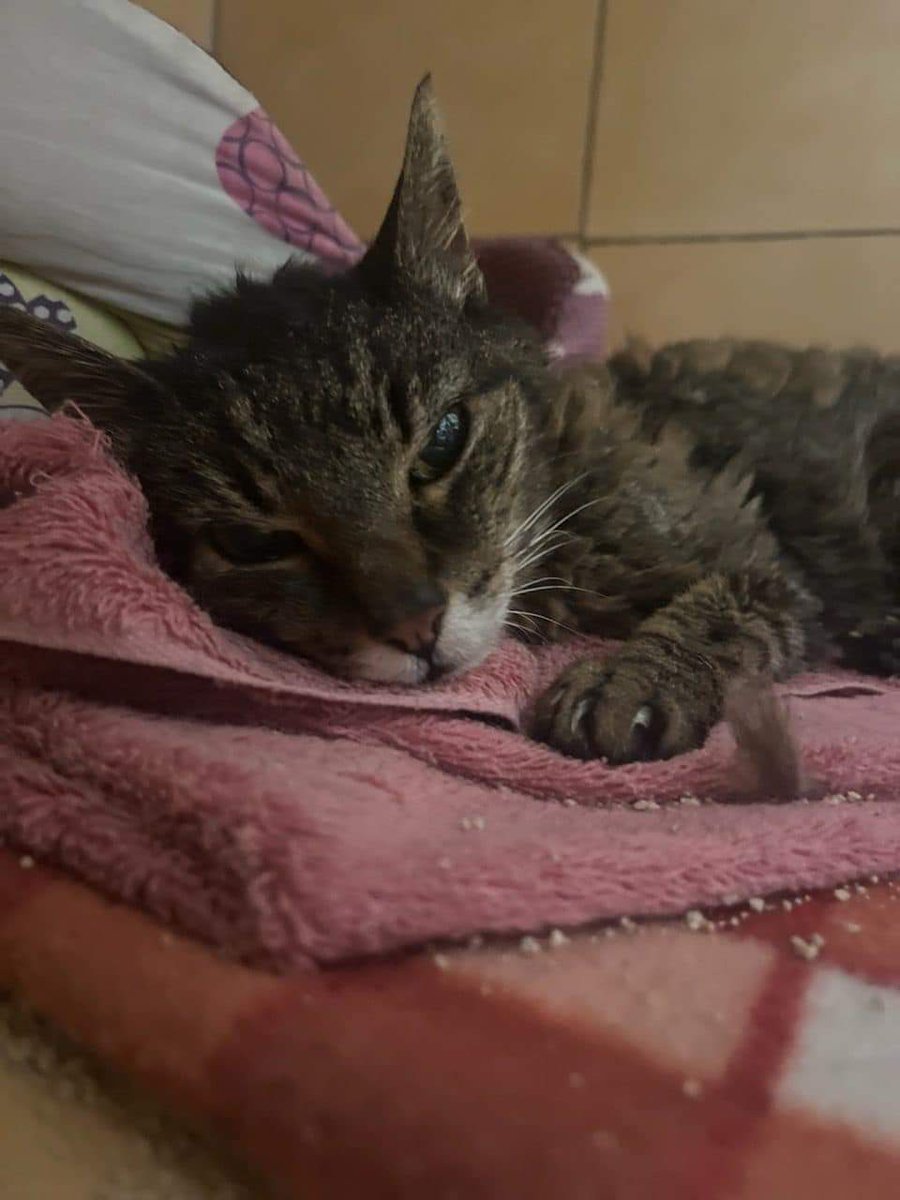 animal__passion's tweet photo. TCHICHI, abandonnée à 18 ans aura survécu moins de 2 semaines à son abandon …. Elle est partie ce matin..
Elle n a pas supporté la séparation, c était trop difficile pour elle. Pour nous qui l avons aimée quelques jours en faisant du mieux que nous le pouvions, la révolte se mêle au chagrin.
Sans doute que ce matin notre peine est bien plus grande que celle de ceux qui l ont laissée derrière eux dans la plus totale indifférence sans même prendre de ses nouvelles une seule fois après avoir passé 18 ans avec elle …😢💔