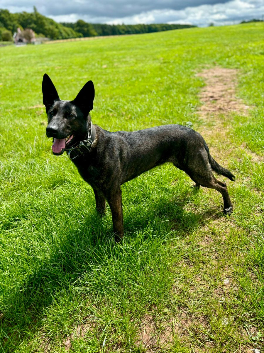 Staffs Dogs & ARV tweet media