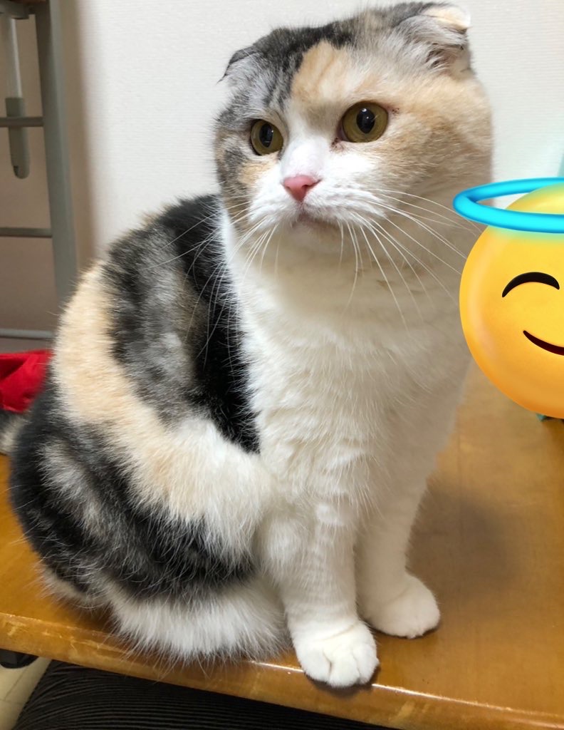 デスメカコ tweet media