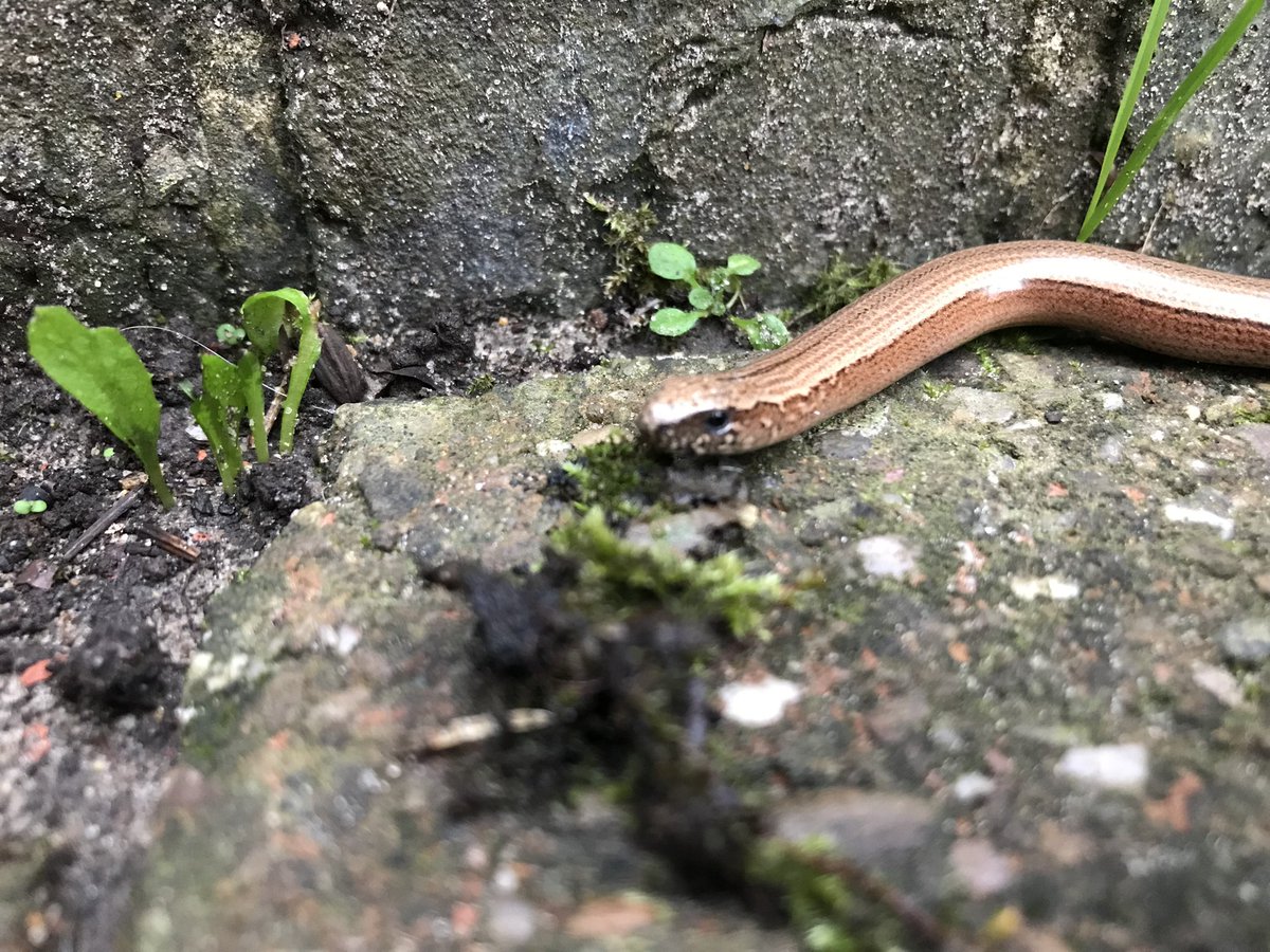 MrsFwasHoS's tweet photo. We’ve not had a slow worm in the garden for ages so it was a pleasant surprise to come across this one lurking on the path 😊 #slowworm https://t.co/ShrJXIRjEI