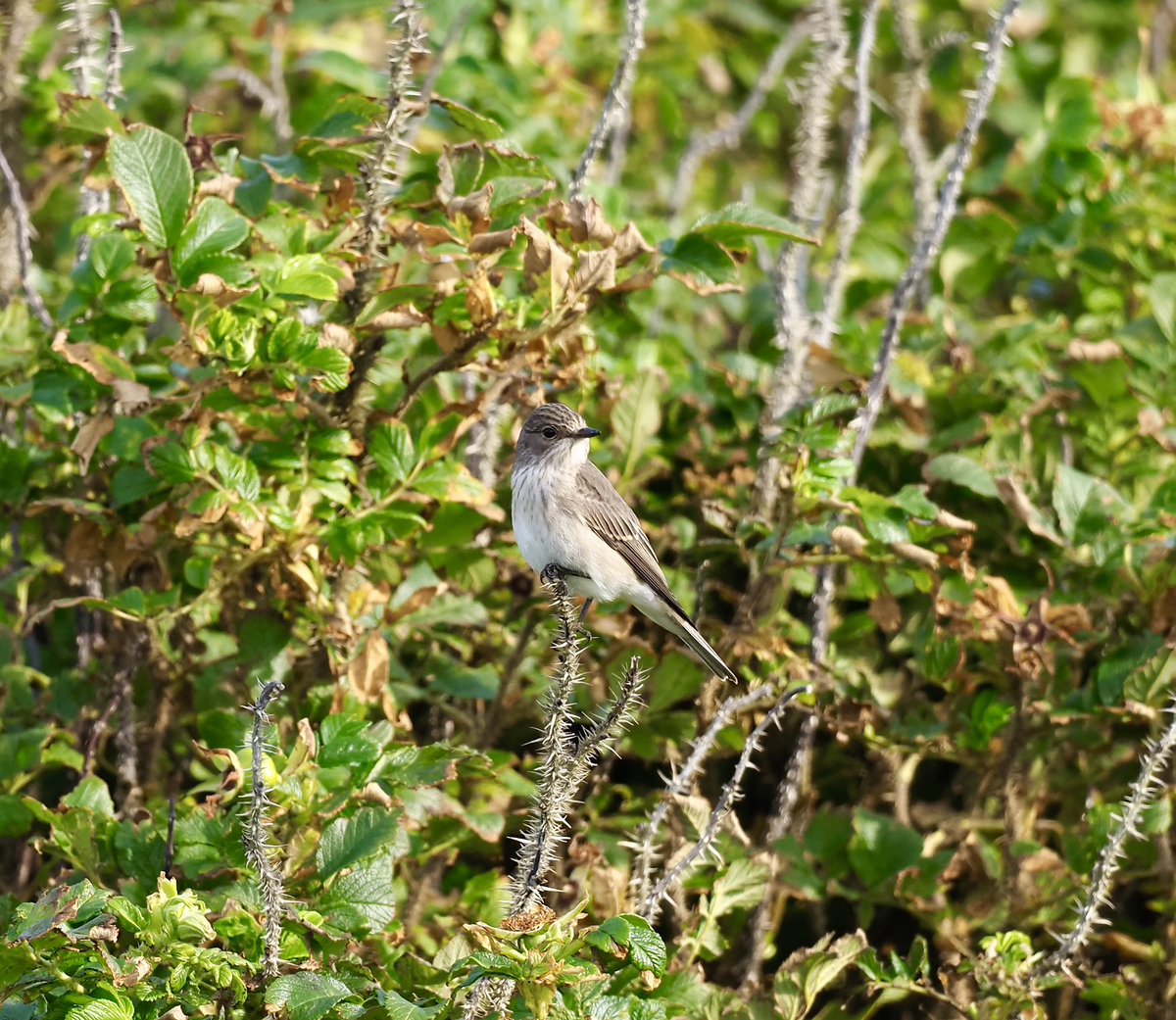 Kevin Kelly (@kevinkelkenny) on Twitter photo A little scattering of migrants around last few days. A Wryneck this morning is always great to stumble across. The Barred warbler and Red backed shrike were in the garden (photos taken through glass) <a href="/NatureInShet/">Nature in Shetland</a> <a href="/RSPBScotland/">RSPB Scotland</a> A little scattering of migrants around last few days. A Wryneck this morning is always great to stumble across. The Barred warbler and Red backed shrike were in the garden (photos taken through glass) <a href="/NatureInShet/">Nature in Shetland</a> <a href="/RSPBScotland/">RSPB Scotland</a>