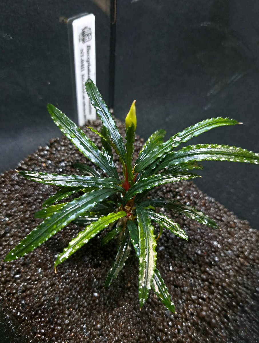 Bucephalandra sp - 水草