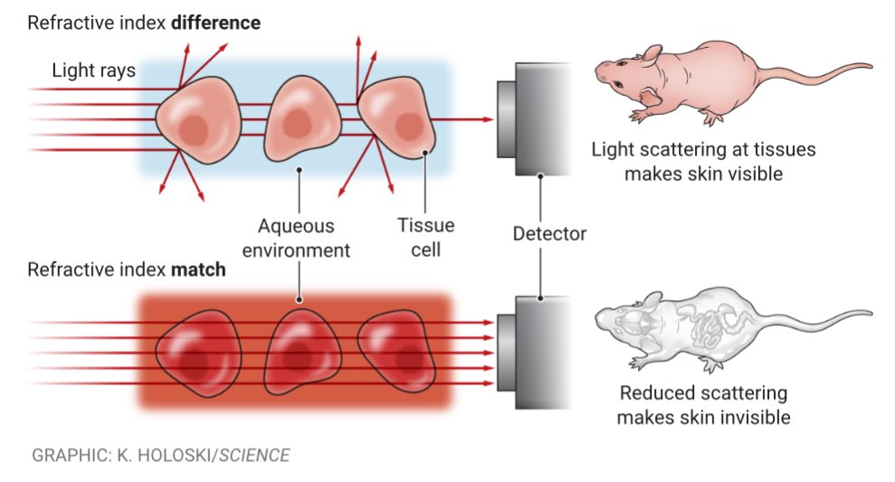 Turning tissues temporarily transparent. A food dye suppresses light scattering in biological tissues to enable deep in vivo imaging science.org/doi/10.1126/sc…