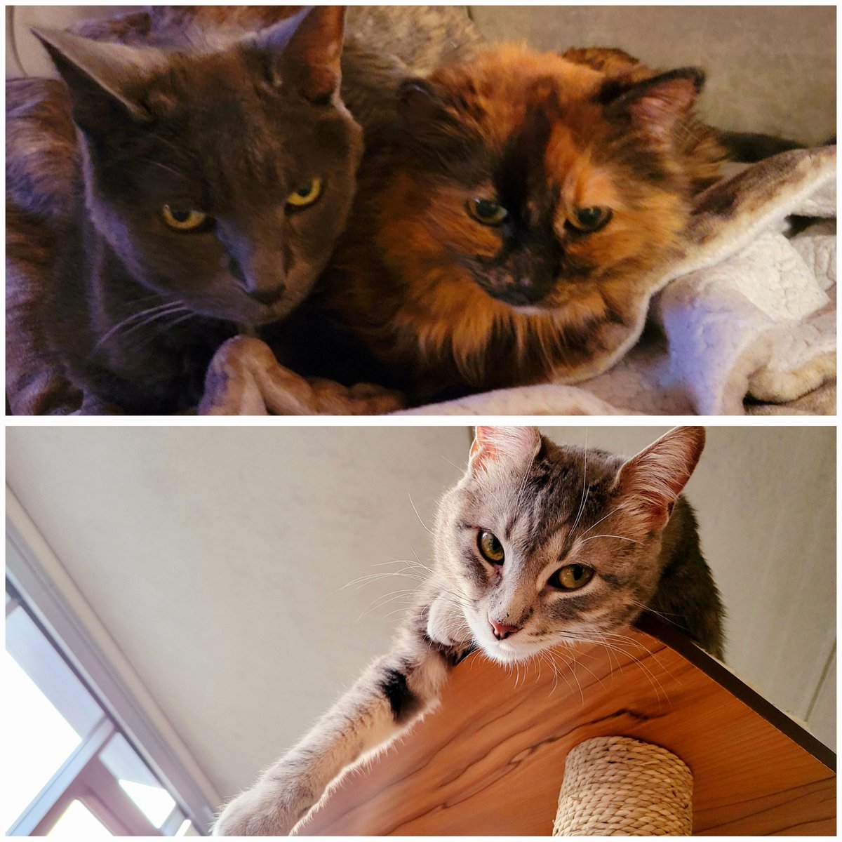 We believe Dean Martin (17) &amp; Megan (22) sent us Sweetie (1).  @animalhumanemn
#caturday #rainbowbridge #rescue