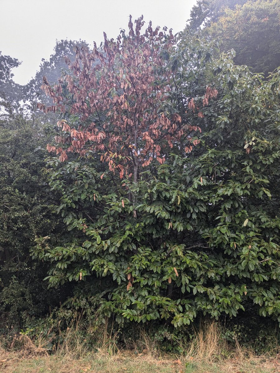 FeralTree's tweet image. Chestnut blight (?) on the Belvoir Estate
