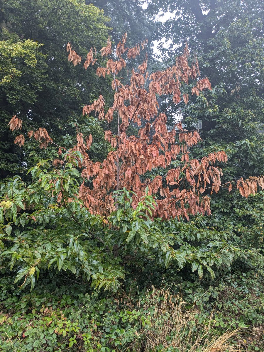 FeralTree's tweet image. Chestnut blight (?) on the Belvoir Estate