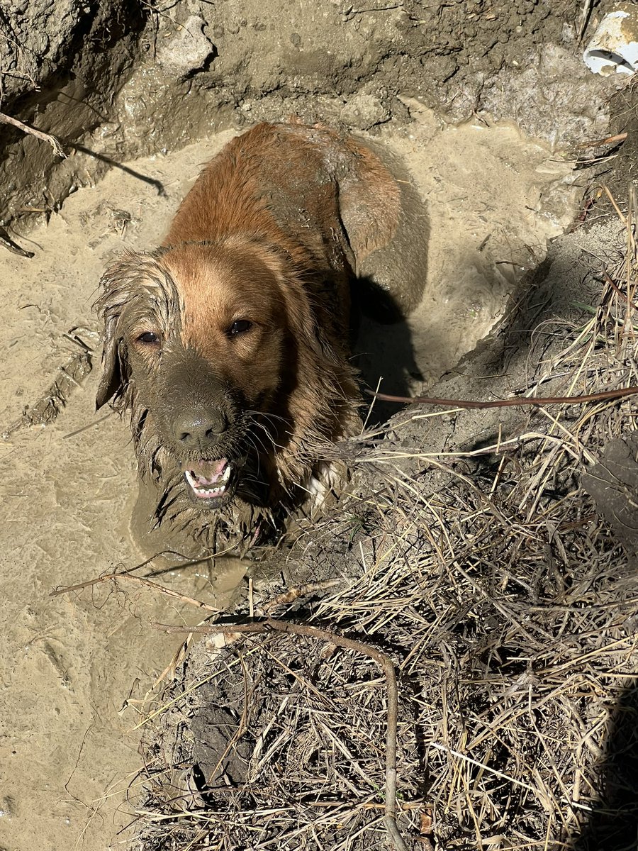 Rafael L. Dominguez tweet media