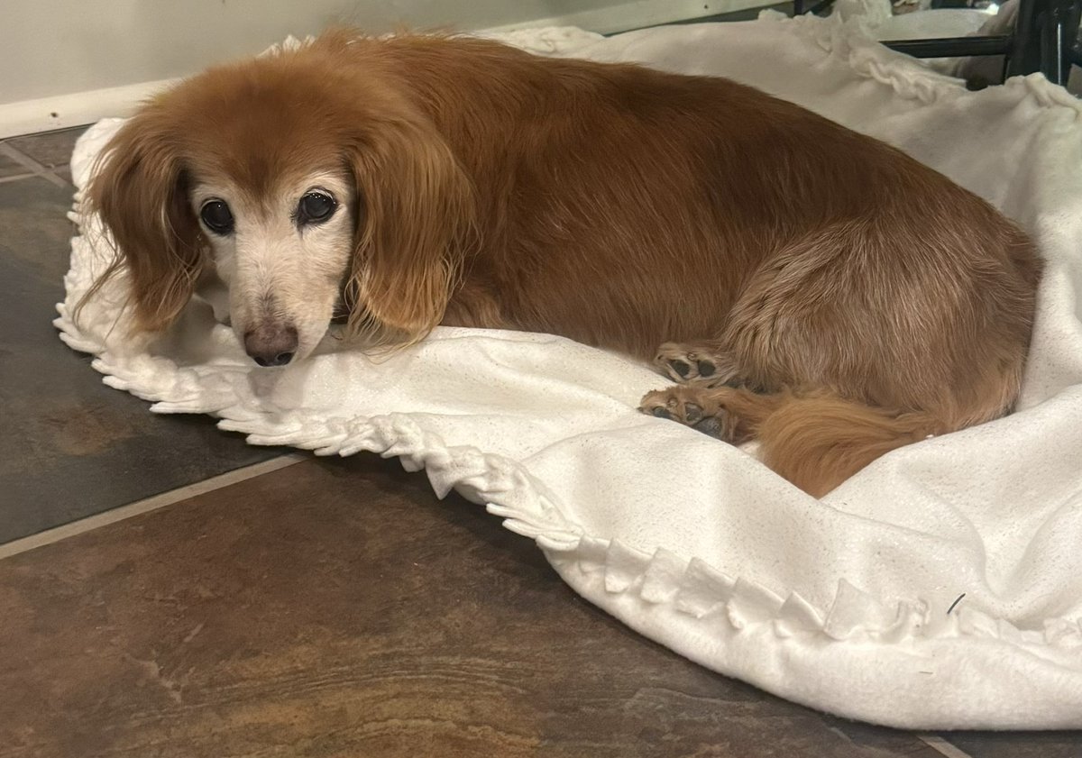 We had to say goodbye to our 17 year old dachshund Bailey today. He’d been visibly going downhill for the past few months. I thought I had prepared myself for the loss. 
Boy was I wrong.  
It’s hitting me a lot harder than I expected ❤️