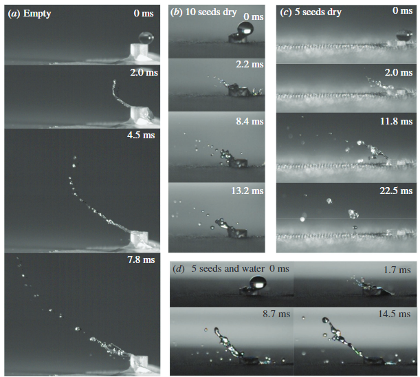 🔔New paper alert!🔔

Research building on my undergraduate thesis exploring the impact of seeds on splash-cup plant seed dispersal has now been published!

Shout-out to Dr. Brett Klaassen van Oorschot for getting this paper over the finish line!

royalsocietypublishing.org/doi/10.1098/rs…