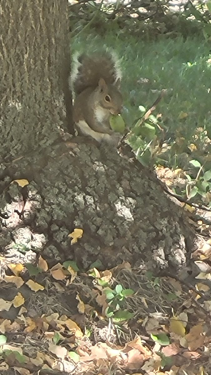 Sakura_Tribe's tweet photo. lil dood can't figure out where to burry his 🌰🐿 https://t.co/skX2zHd0KD