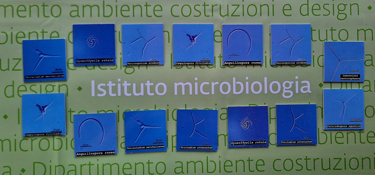 MoSTFun_EU's tweet image. #MoSTFun 🇨🇭 team participated in #GreenDay. How rewarding to explain the importance of #aquaticfungi to 3 generations at the same time! 🍄💧

@andibruder @calore_red @IsabelRF84
#fungi #funga #biodiversity #monitoring #stsn