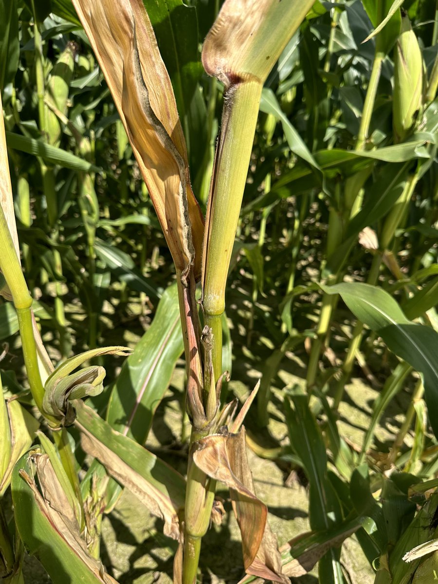 Dang it! I knew using biology &amp; not applying maintenance or removal rates of phos was gonna get me. Ope just kidding that’s anthoycanin- why? Accumulation of sugars due to deer eating the ear &amp; plant not knowing where to move it. If that doesn’t tell you what our focus should be