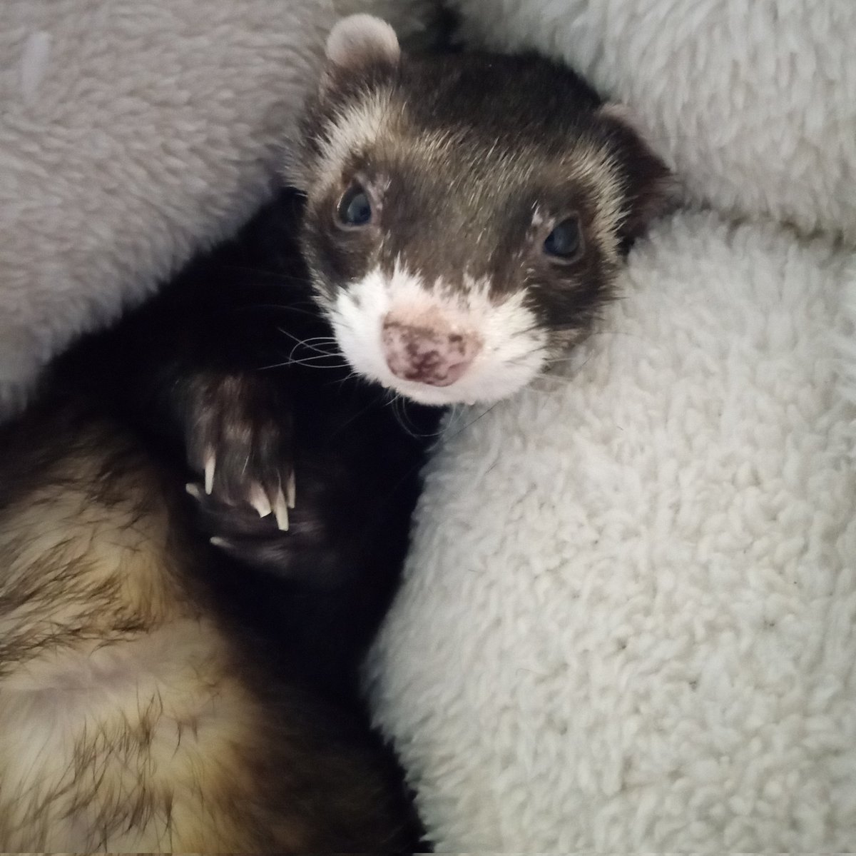 Indi_JustVibing's tweet photo. Keeping it cute on a rainy day. π§οΈ #ferret #ferrets #ferretsofinstagram #rescueferret https://t.co/2biM7JI2RY