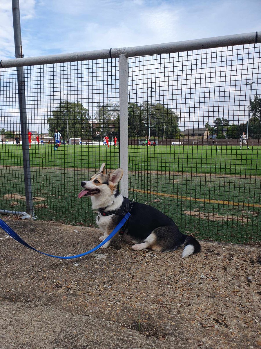 Abbey with another local ground tick watching Eynesbury Rovers. <a href="/nonleaguedogs/">nonleaguedogs</a>