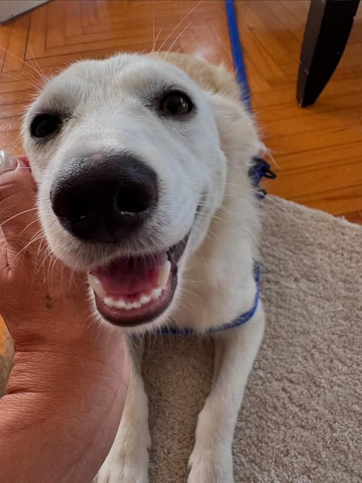 MugeKortanoglu's tweet photo. Buradan duyuru yapmıştım.. Onun art��k sevgi dolu harika bir yuvası var.. Ikiztepe kazı evimize gelip, yumuşak huyuyla kendini çok sevdiren Foxy, Samsun'dan İstanbul'a giderek mutlu yuvasına kavuştu. Onu evinde sahiplenip her türlü bakımını özenle yapan @sbldmrc 'ye çok teşekkürler 😊

@BeyazYurtsever