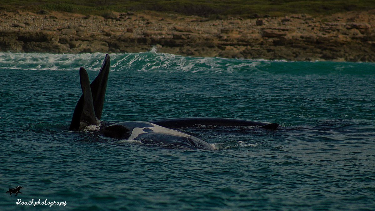 Southern Right Whales were named as such because early whalers deemed them the "right" whales to hunt.
#roachphotography #Whales #photographylovers  #ocean #marine #marinelife #southernrightwhale #wildearth #nature #picoftheday #animals #wanderlust #blupebblestours