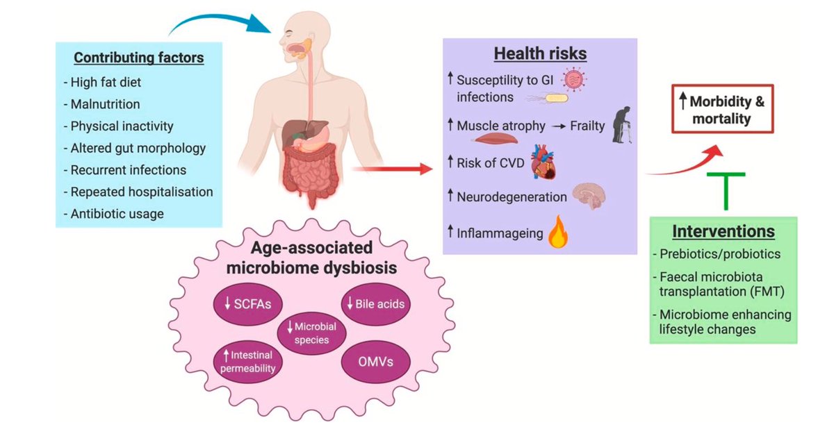 anaiscamacho's tweet image. La disbiosis del microbioma ( factores asociados como dietas altas en grasa, desnutrición, sedentarismo, etc.) y la con disbiosis asociada a la edad en conjunto contribuyen a mayor susceptibilidad de enfermedades. #Lamicrobiotaimporta :) doi.org/10.1016/j.arr.…