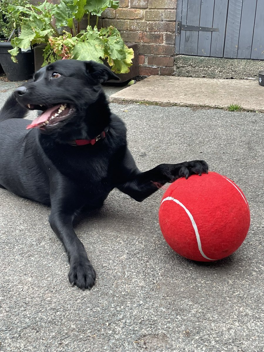 301wb's tweet image. I got a new ball #puppypower