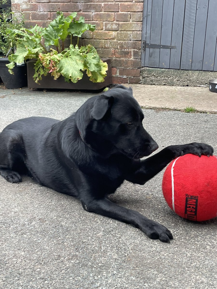 301wb's tweet image. I got a new ball #puppypower