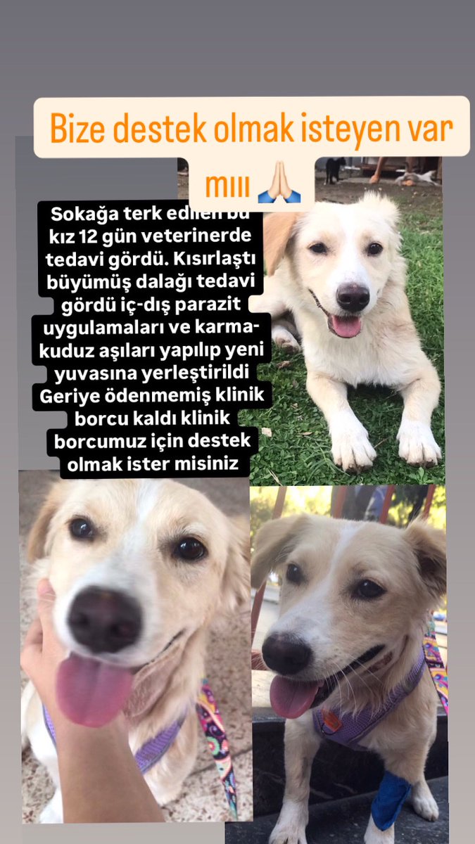 Fip_bebis (@fipbebis) on Twitter photo 