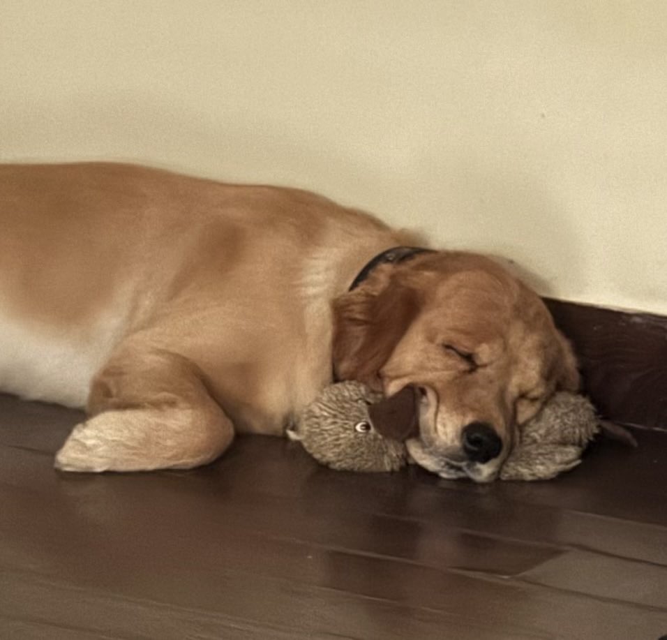 I wish I could ever sleep like this Nobel soul 🥰